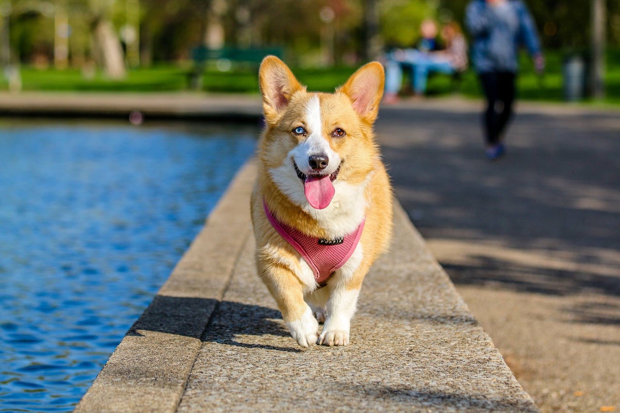 Brown and White Pembroke Welsh Corgi Near the Body of Water