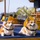 Two Corgi Dogs Lying on a Sunbed