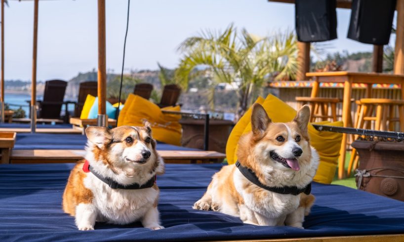 Two Corgi Dogs Lying on a Sunbed